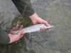Huchen_38cm__Forellen_Streamer__2011.jpg